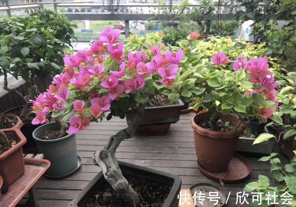 养了10年的三角梅,一年“修剪”5、6次,变成“老桩”盆景