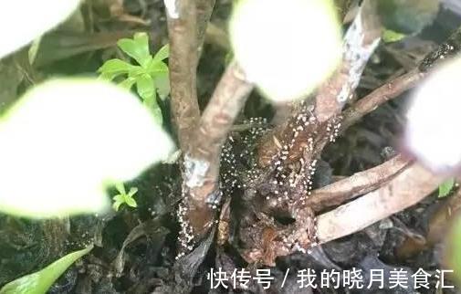 论怎样为变丑的多肉植物整容