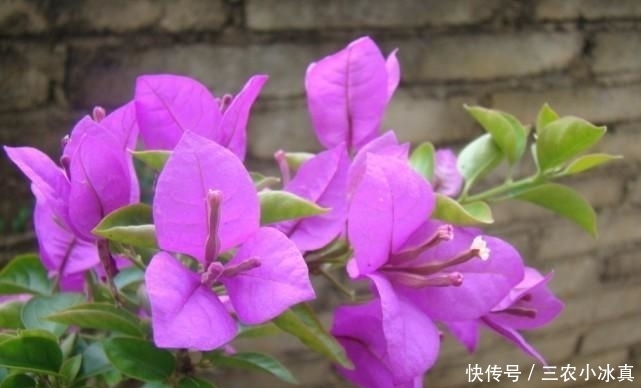 小伟|为什么三角梅不开花, 知道这几点, 就不会糊涂了