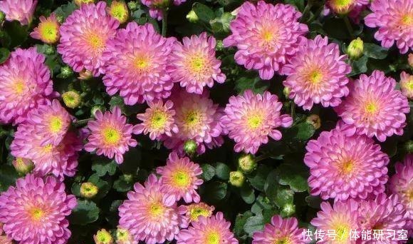 秋天的院子,养点喜欢的花,乐得自在!