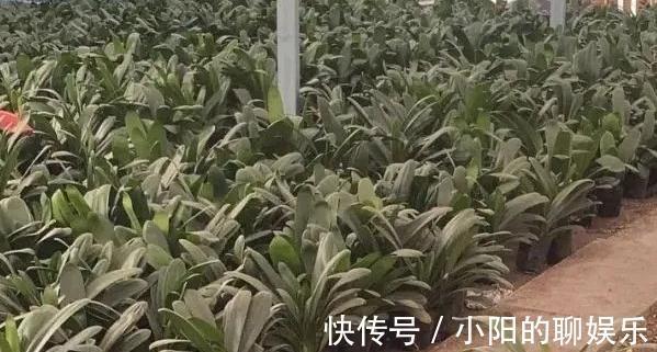 斑纹者|君子兰如何换盆,浇水,施肥