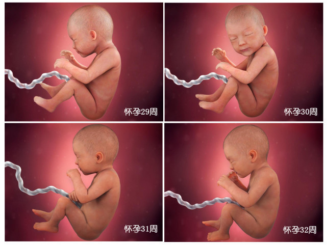 受精卵|胎儿40周“变身记”从0.5厘米受精卵到50厘米宝宝，过程很神奇