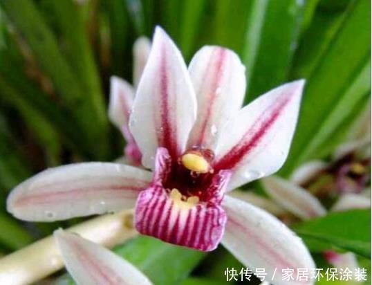 兰科植物|纹瓣兰生命力顽强,抗病力也不弱,观赏价值也很高,那她该怎么养