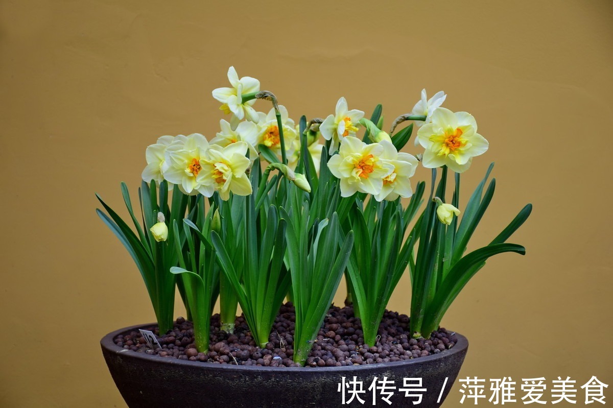 老花匠|学会用松针、羊粪，作为新人小白，养花效果能和老花匠媲美