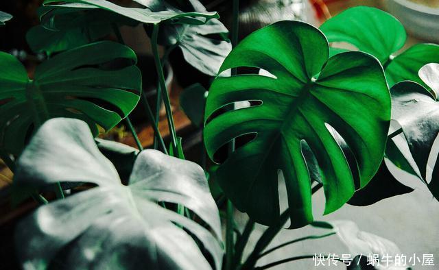 龟背竹的扦插方法都在这里,两个月就能生根