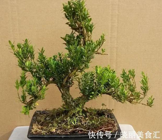 黄杨盆景美不胜收，制作黄杨盆景要注意哪些