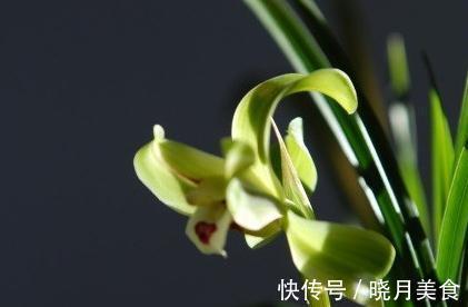 兰花浇水普通又关键，掌握这些，不烂根不闭花，植株挺拔生长快