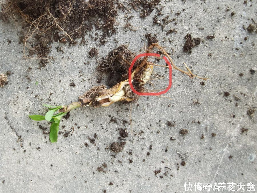 花盆里有一窝蛋，赶紧换盆，不然花都死了