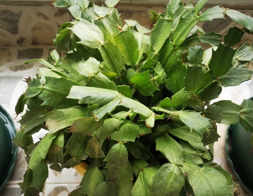 养护|蟹爪兰长出这种叶子，立马掰掉它，嗖嗖冒花苞！