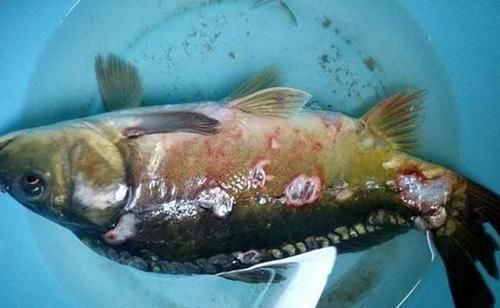 鱼肉|这5种鱼别再买给孩子吃了,不仅没营养还影响健康,你选对了吗?