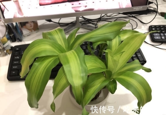 30块钱买到的小木桩,放在水里就长叶,养护简单,当成桌摆