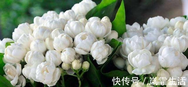 茉莉花|盆栽茉莉花，养护注意这3点，花开一茬接一茬