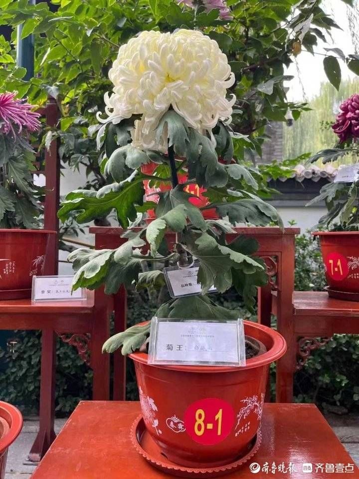 济南市|120多万人次赏菊！济南市第四十二届趵突泉金秋菊展圆满闭幕