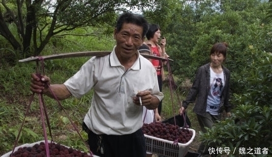 果中玛瑙|最近农村的一种成熟的水果,不知道有多少人喜欢吃呢你还认识吗?