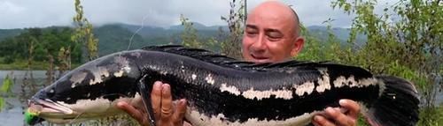 蛇头|鱼塘里横扫一切的黑鱼,连食人鱼都不怕,它们的天敌是什么鱼?