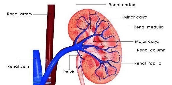 收获|每天“踮脚尖”20分钟,坚持下去,身体或许会收获这4种“好处”!