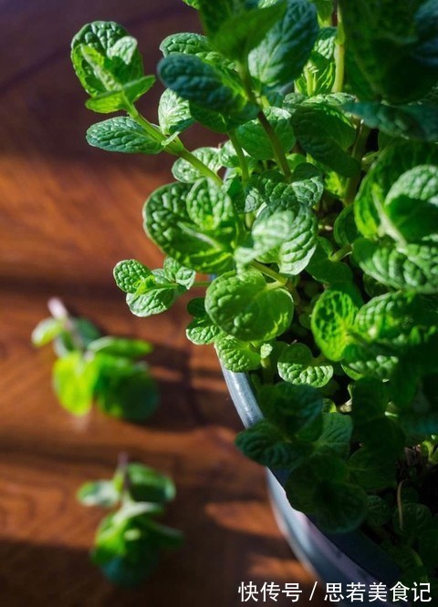 七种花很“养人”,卧室客厅放几盆,好看吉祥“睡得香”