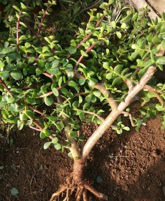 变异的雅乐|金枝玉叶药锦,变成“雅乐之舞”,学会分辨真假,以防吃亏