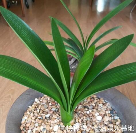 养花|3种花再喜欢,也别轻易买,虽然很漂亮,但能“养活”的人不多