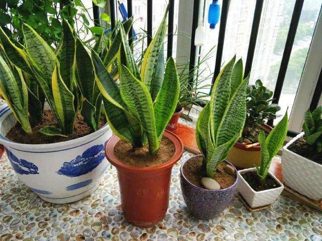 虎皮兰不爱长“小芽”教你一招，小芽出不停，花纹更艳丽