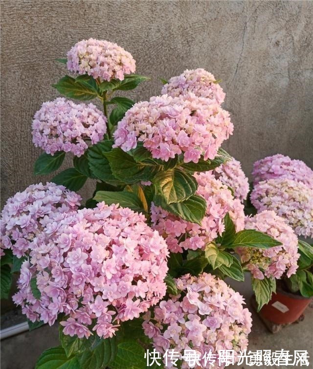 绣球花开花稀拉拉，一剪一补一遮，轻松爆成大花球！