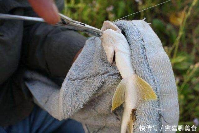 绝招|立秋之后正是钓黄颡的好时节,资深钓友教你一绝招,让你挥杆不停