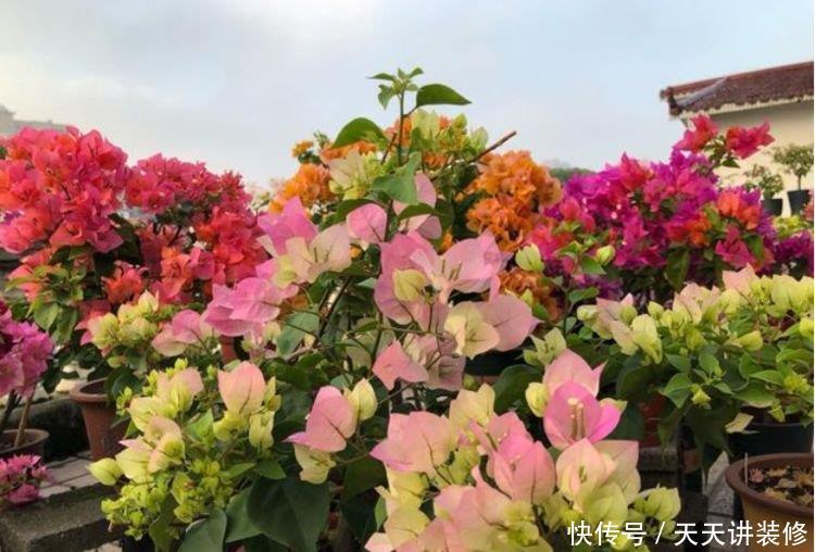 养花就养4种花,家里养一盆,花形别致,散发芳香,你养了吗?