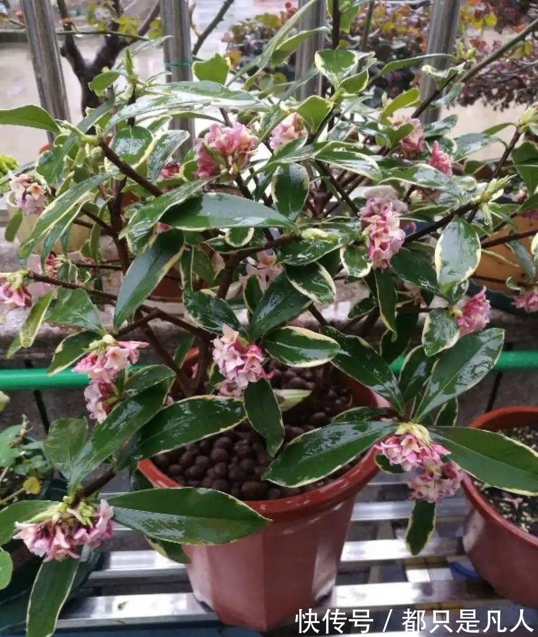 “寿命长”的10种花,寓意好,格调高,老人见了眉开眼笑!