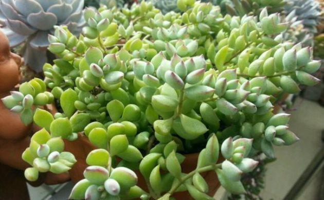 基质|多肉植物达摩福娘的扦插繁殖方法