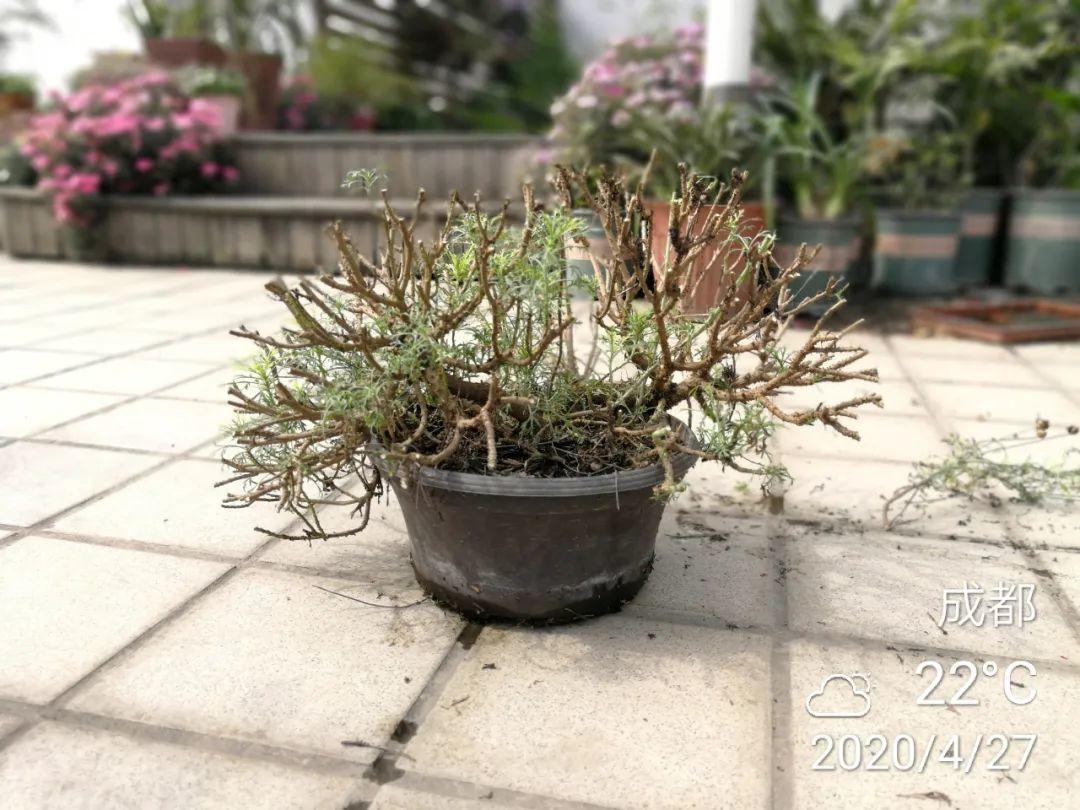 3种花,开败后狠心剪个秃头,下次开花会更猛!