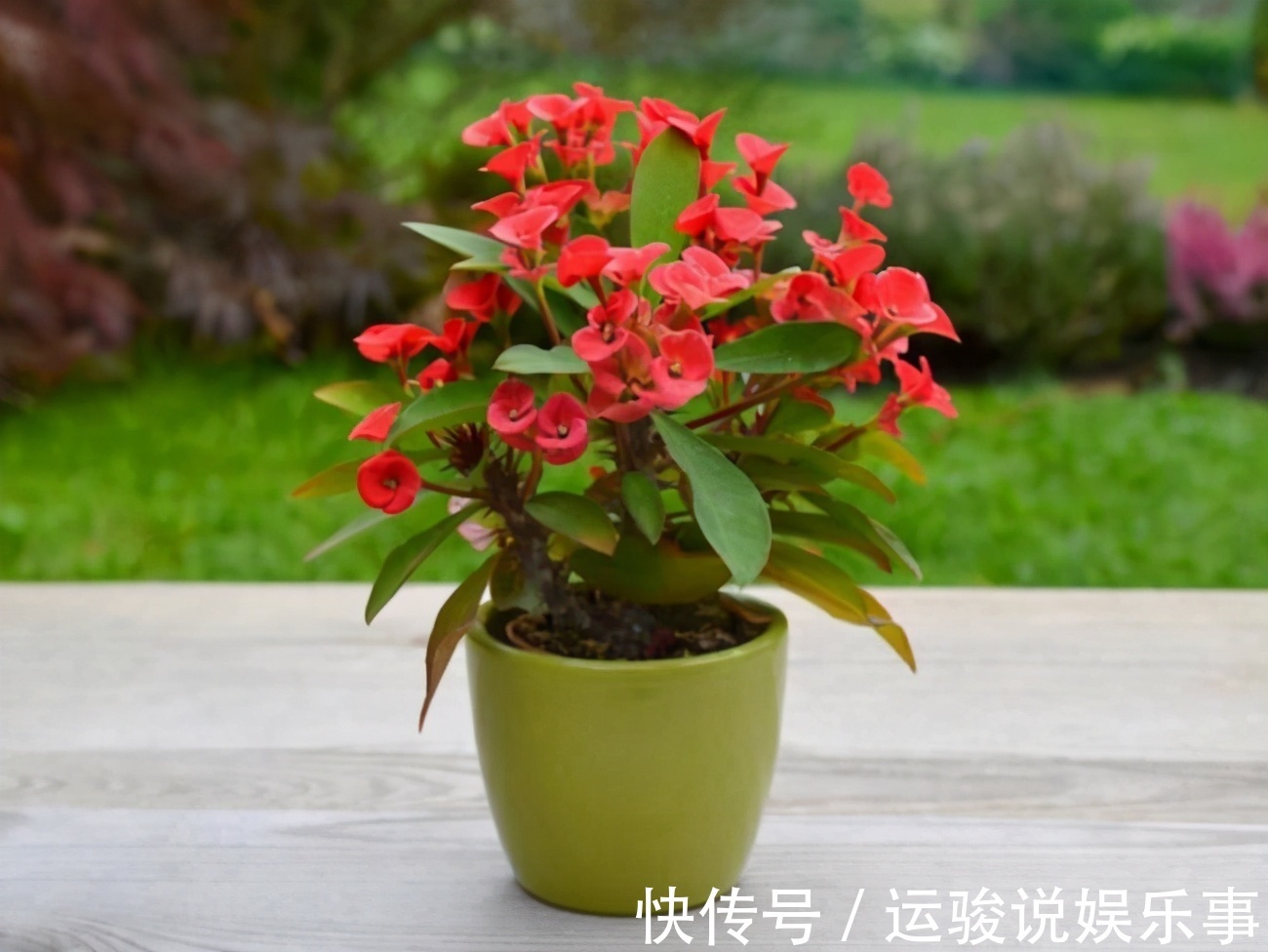 6种花超级喜欢太阳,晒得越多“花”越多,养一盆不亏