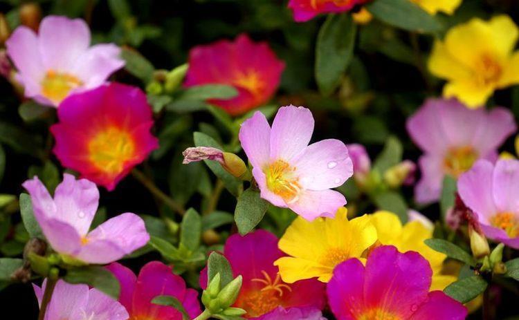 4种花对待新手很友好,随便一养成花海,一开就是300多天