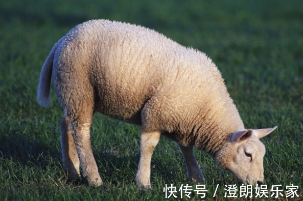 肖羊|10羊9苦以下4个年份出生的属羊人天生“老板命”，看看你家有吗