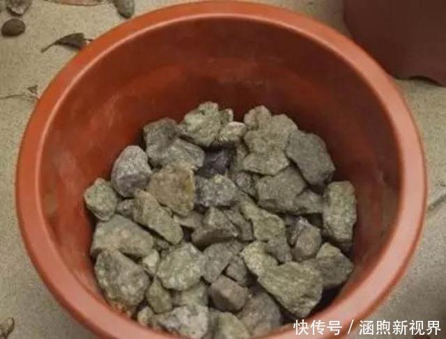 海绵|刷碗布、老丝瓜别扔了,垫在花盆底,叶子油亮,根系健康!