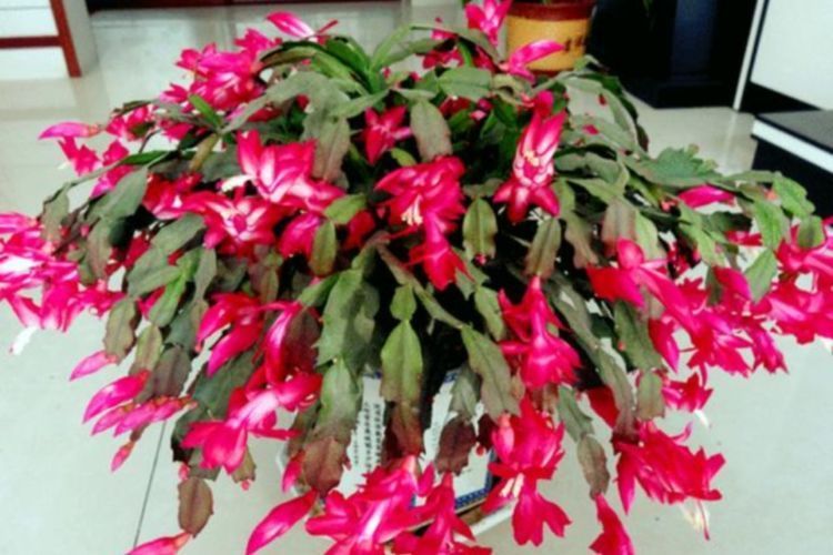冬天|蟹爪兰冬天有“4怕”,养护方法不对,花苞容易凋落