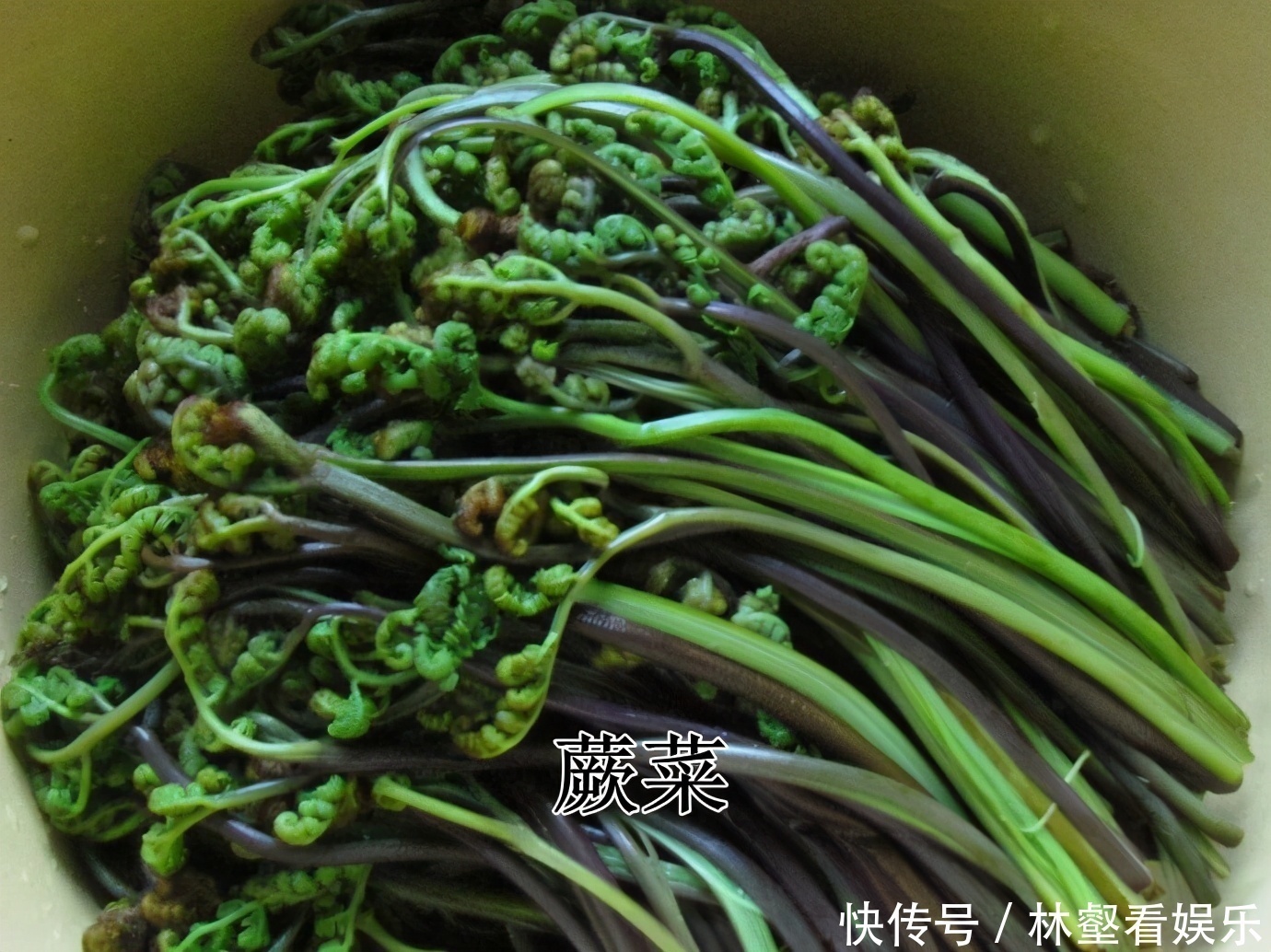 毛妮菜|春天4对“双胞胎”野菜，很多人傻傻的分不清楚，你认识几种
