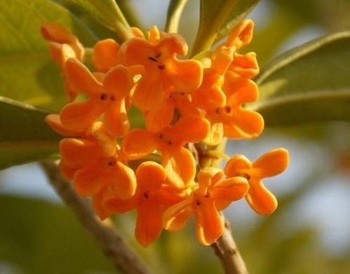 养花就养有名的花，清可绝尘，浓能远溢，堪称一绝，养在家中极美