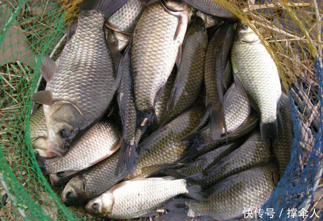 技巧|冬季传统钓更有优势?三个技巧用上真的比台钓渔获更多--皇禾钓具