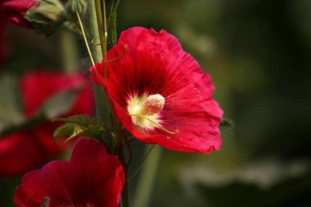 农村叫做“鸡冠花”，小时候经常沾在鼻子上，好玩还好看