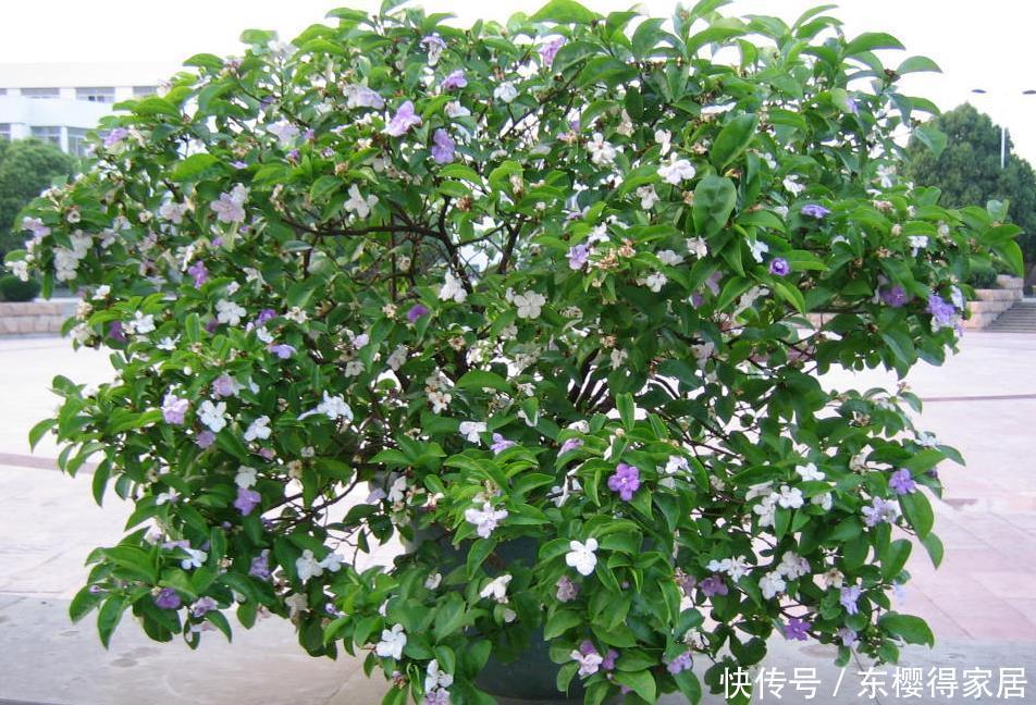 盆栽|养茉莉,夏季完美避开这3个难题,花多香味大,爆满盆