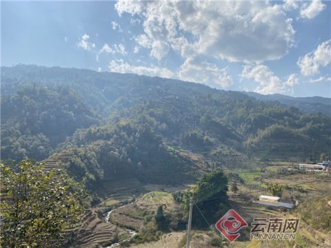 【新春走基层】探访大滇西旅游环线上的白莺山千年古茶树群