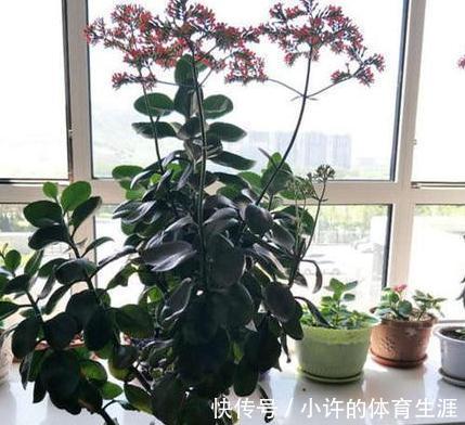 花盆|长寿花这样养,一年就能养成老桩