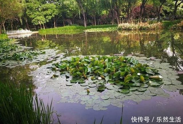 垂钓|钓鱼鲫鱼都分布在哪里,有什么需要注意的地方吗