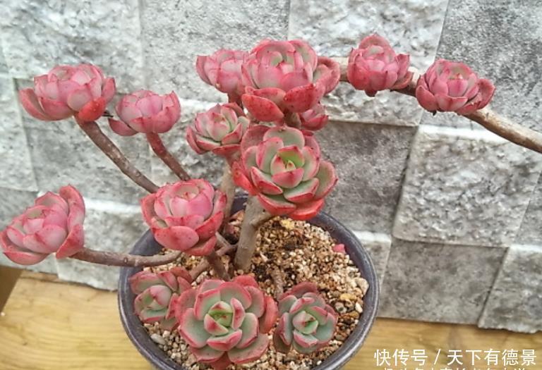 多肉红化妆|多肉红化妆和薄化妆根本不是同一种多肉，它们只是名称相似而已