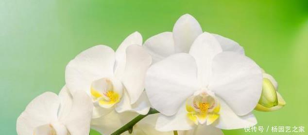 绿色植物|过年买的蝴蝶兰,不要轻易就扔掉,懂花的人都去楼下捡