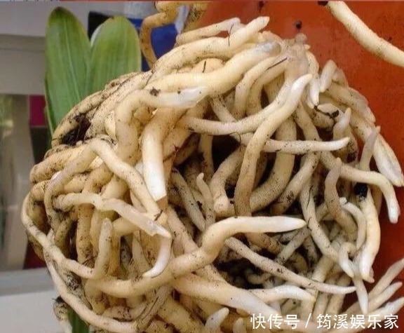 绿萝|4种花爱“吃土”,1年不换盆,盆里全是根不见土,换盆才能长好