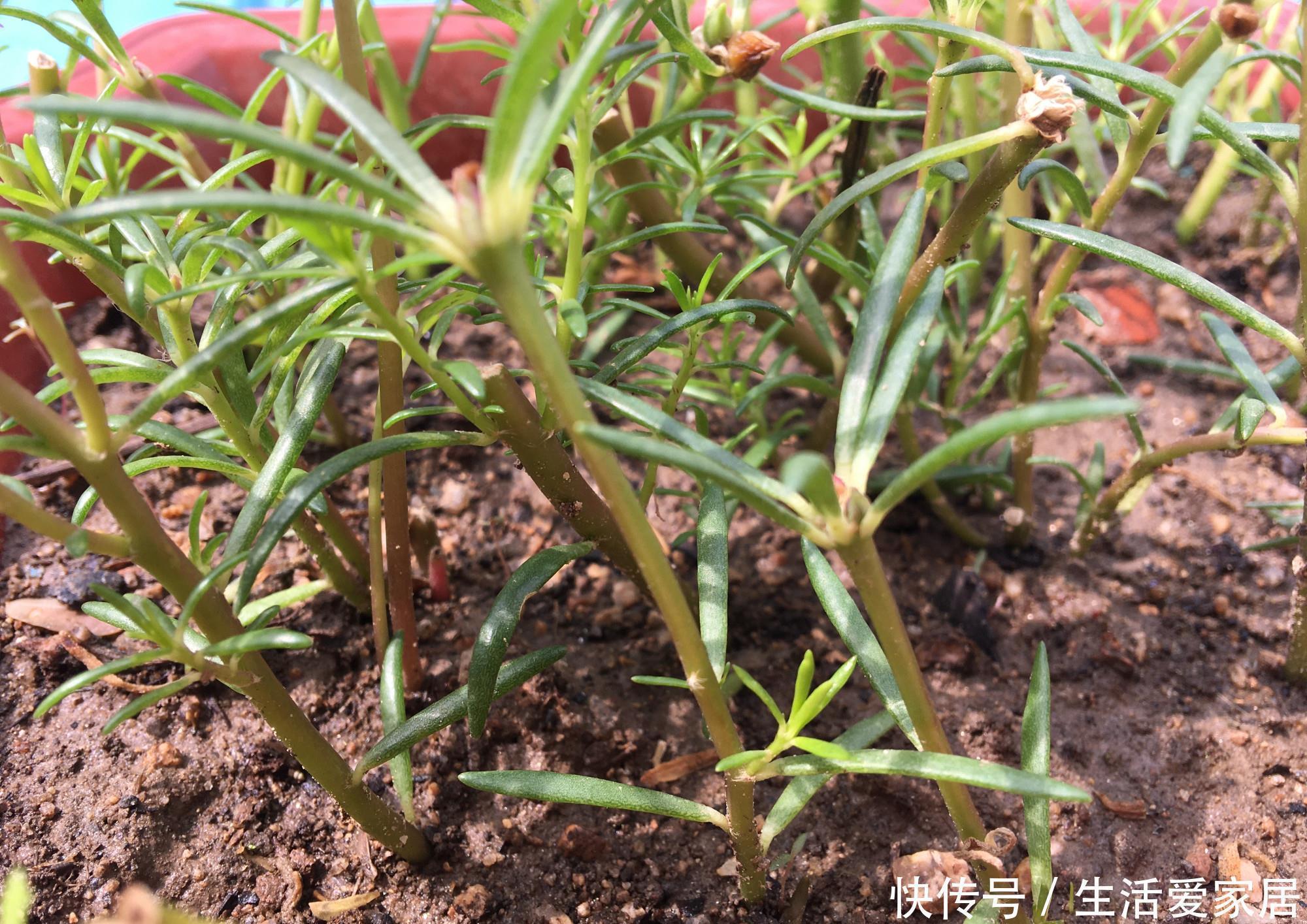 花儿|“重瓣太阳花”过冬,用一“方法”,来年又开花,五颜六色