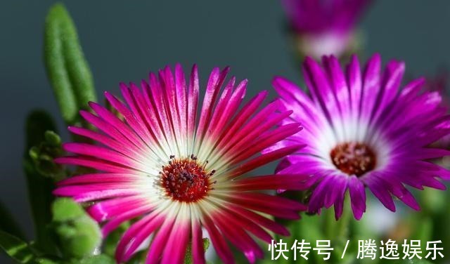 此花比太阳花还好养,花色很漂亮,爆盆容易,值得入手