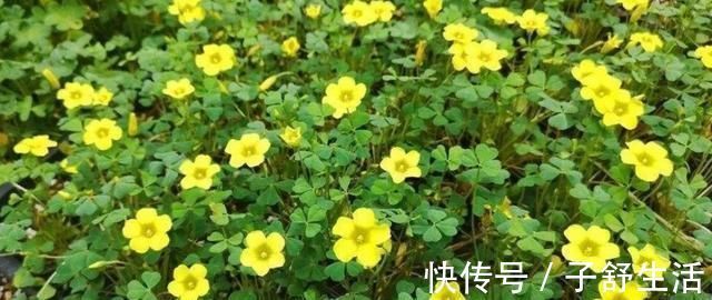 花盆|野外有3种“植物”,遇水就活,非常好养,还能做盆景