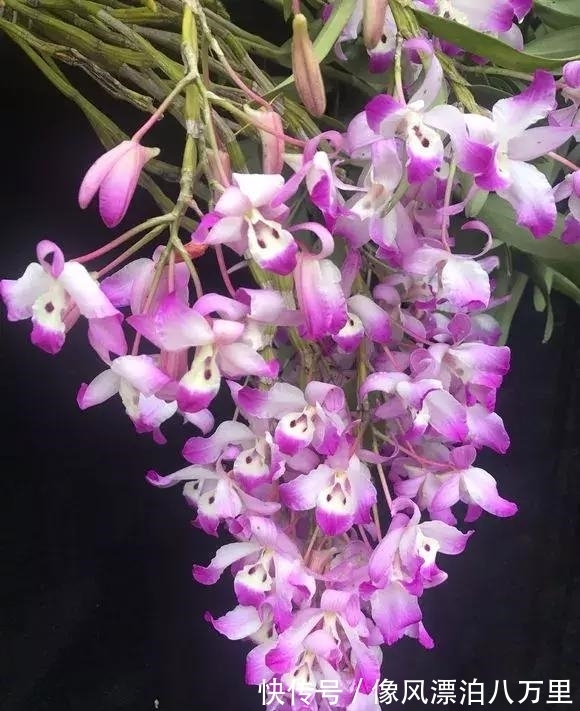 花姿|6种兰花爱开花，一开就变成“花瀑布”，太美了！